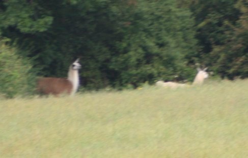 Llamas Invade Chicheley